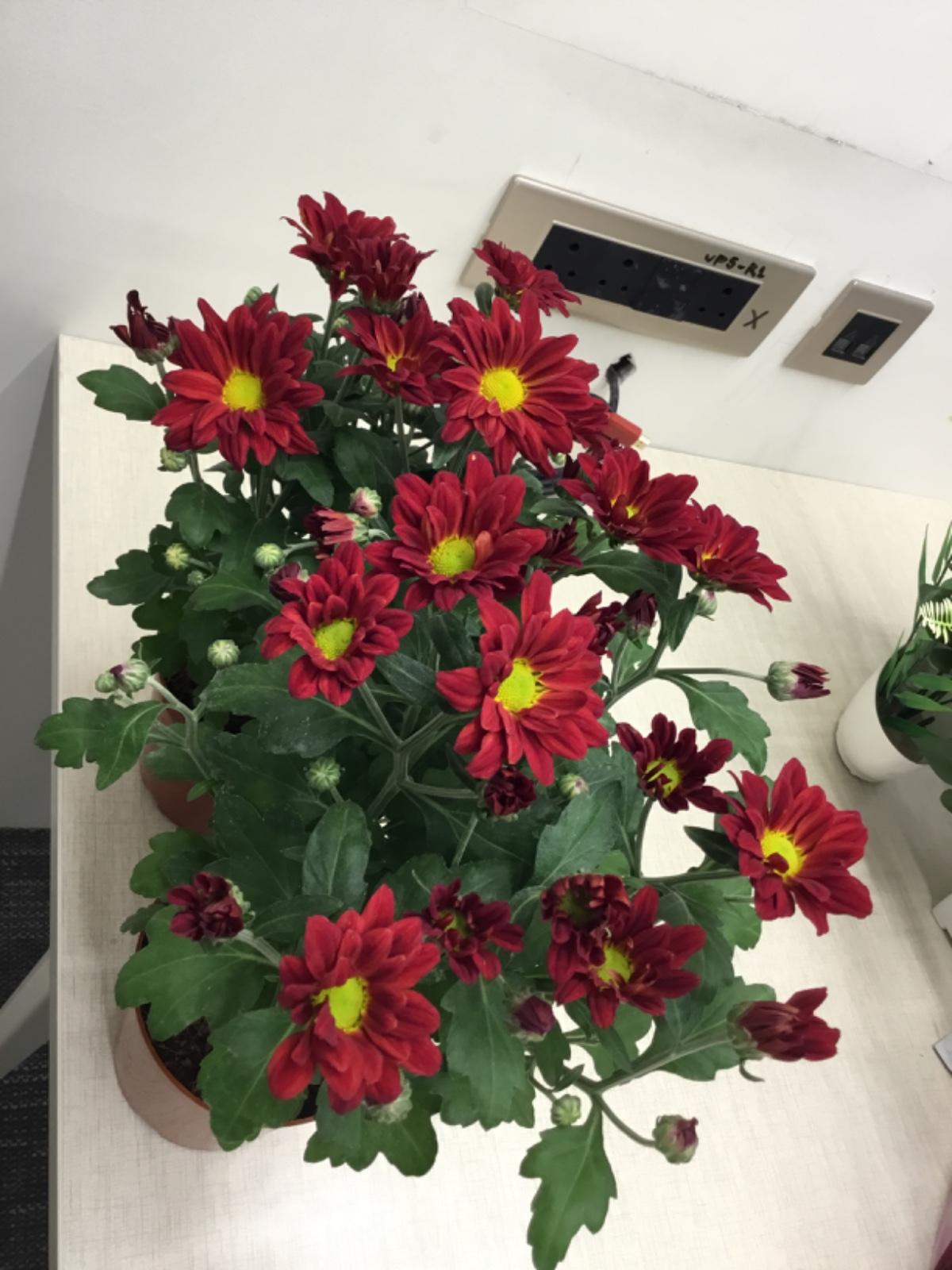 Red Chrysanthemum Plant